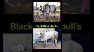 Killari bulls village creative bulls [upl. by Alesiram]