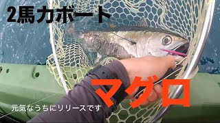 2馬力ボートでナブラ打ち！ブリかと思ったら正体はマグロでした！5月 [upl. by Cori]