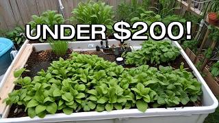 DIY Aquaponics Grow Fresh Organic Food for UNDER 200 [upl. by Aramoiz451]