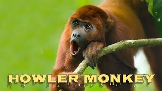 Howler monkey sound [upl. by Yanad22]