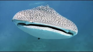 An anthology dive with 5 Whale Sharks  The Philippines [upl. by Brnaba470]