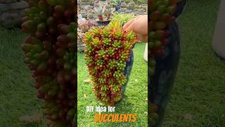 Succulent DIY ideas 多肉植物 다육이들  Suculentas [upl. by Sacrod576]