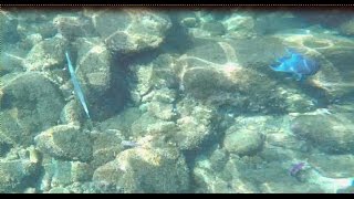 Playas Las Caletas Snorkel [upl. by Leirrad850]