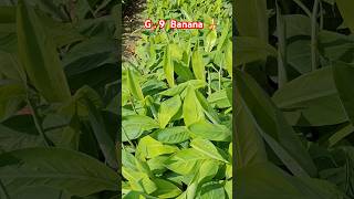 G 9 banana plant available all over India delivery c 7478084530fruit onlineplants india  kala [upl. by Gabi]