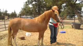 Clicker Training a Pony to Be Caught and Haltered [upl. by Robinia]