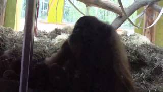 Orangutan Bruno and his favourite wife Matra make sweet love at Munich Zoo  Tierpark Hellabrunn [upl. by Ivatts]