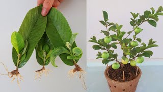 How to grow Red Guava fruit from leaves for beginners [upl. by Wootan]