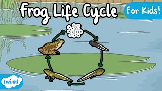 The Life Cycle of a Frog  Frog Life Cycle  Science for Kids [upl. by Aubigny]