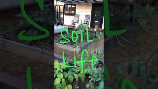 Making Compost Tea  Soil life shorts gardening garden [upl. by Nitsirk]