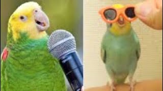 Smart And Funny Parrots Parrot Talking Videos Compilation 2024  Cute Birds 19 [upl. by Ludly]