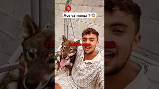 ACE LE CHIEN D’INOXTAG VA MIEUX  😨 Trop heureux  shorts inoxtag ace chien tiktok [upl. by Oivlis307]