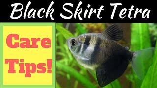 Black Skirt Tetra Care Tips [upl. by Noirda]