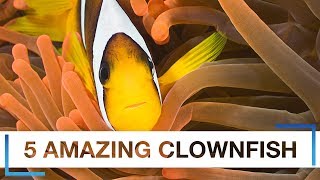 5 Amazing Captive Bred Clownfish You’ve Likely Never Seen Before [upl. by Bertelli468]