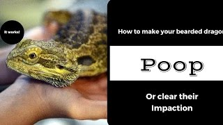 Plenty of ways to make your beardie poop or clear their impaction [upl. by Eirollam]