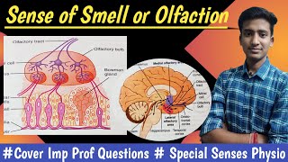 Sense of Smell or Olfaction Olfactory Pathway Special senses Physiology  in hindi Ashish [upl. by Suhploda]