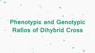 Phenotypic and Genotypic ratios of dihybrid cross from heridity and evolution for class 10 [upl. by Myca]