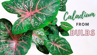 How to Grow Caladium From Bulbs  All About Caladium Care  Caladium Guide [upl. by Audie]