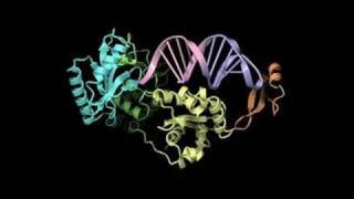 Mechanism of templateindependent CCA addition by CCAadding enzyme [upl. by Nilknarf]