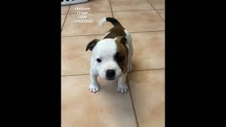 Staffordshire Bull Terriers dog staffy puppy [upl. by Airemat134]