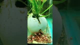 Wild behavior Of my red Rams horn snails at the end of the video [upl. by Attenwad184]