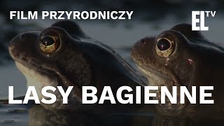 Lasy bagienne  czyta Krystyna Czubówna [upl. by Tallulah]