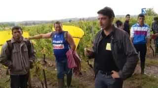 Dans les coulisses des vendanges 2014 à SaintÉmilion [upl. by Gerald679]