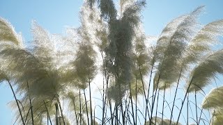 Cortaderia  Lijepi cvijet iz Čađavice [upl. by Annayk2]