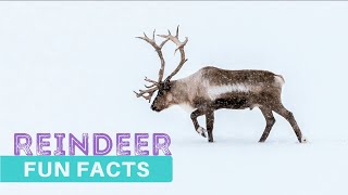 REINDEER 🦌  Learn 10 Interesting amp Fun Facts for Kids [upl. by Hanoj]