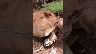 Our 300lb African Sulcata [upl. by Noman]