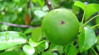 दुनियाँ का सबसे जहरीला पेड़  World Most Poisonous Tree  The Manchineel Tree  In Hindi [upl. by Tally]