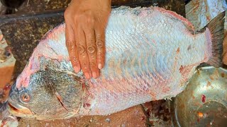 Fish Cutting Skills  Tripletail Fish Cutting In Bangladesh Fish Market [upl. by Bathelda]