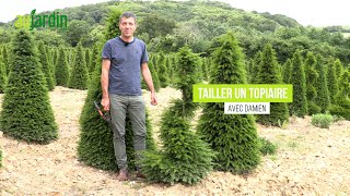 TAILLER un IF en TOPIAIRE 🌲La taille en SPIRALE [upl. by Akapol]