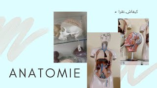 كيفاشنقرا Anatomie [upl. by Anihpled]