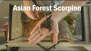 Asian Forest Scorpion Care [upl. by Leunamne318]