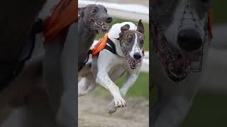 💥Mezcla de Braco Alemán  Galgo  Greyster [upl. by Cynthie]