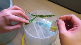 1 Microsorum sp How to Reproduce Fast Attach leaf to the driftwood [upl. by Mathias44]