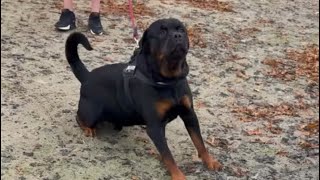 Human and Dog Reactive Rottweiler training rottweiler [upl. by Ellener]