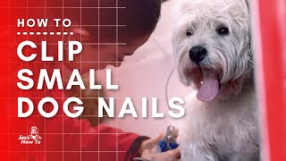 Small Dog nail clipping for beginners [upl. by Letreece880]