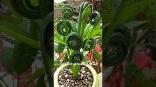 The Ultimate Guide to frizzle sizzle plant  albuca spiralisytshorts [upl. by Kenimod]