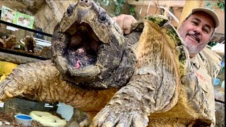 Tortugas mordiendo personas y animales recopilación  turtle attack tortuga caiman vs 2 [upl. by Allen]