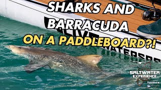 Catching a SHARK on a LIVE PADDLEBOARD  Saltwater Experience [upl. by Henke]