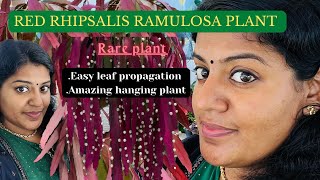 RED RHIPSALIS RAMULOSA PLANT care and propagation tips amazingplants rareplants catus gardening [upl. by Aciria]