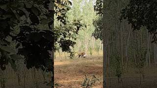 bandhavgarh Jambhol male live cattle kill wildlife tiger jungle safari [upl. by Erdnassac320]