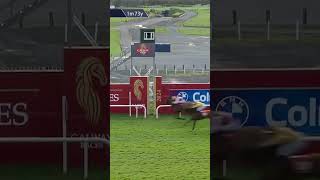 Youll never guess how many horses this commentator says in 30 seconds horseracing racingtv sport [upl. by Belen]