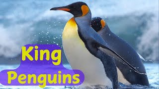 King Penguins Documentary [upl. by Otha47]