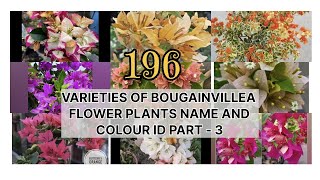 196 Varieties of Bougainvillea flower plants name and colour ID Part3 bougainvillea flowerplants [upl. by Asirac]