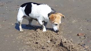 Schillig Nordsee Hundestrand [upl. by Allesor]