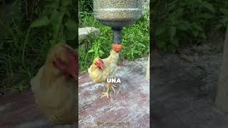 Esta Maquina Alimenta a las Gallinas 🐓❤️ [upl. by Nojad]