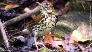 Wood Thrush Song [upl. by Yelsnya43]