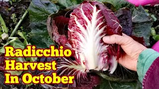 Radicchio Head Harvest How It Looks Like In Mid October  No Dig Organic Salad Leaves [upl. by Nosahc164]